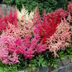 4 Astilbes en mélange - L'ombre enfin fleurie
