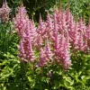 Astilbe Vision in Pink - L'ombre passe au rose