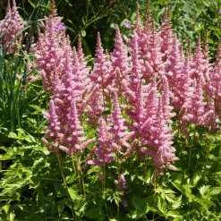 Astilbe Vision in Pink - L'ombre passe au rose