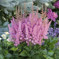 Astilbe Vision in Pink - L'ombre passe au rose