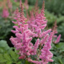 Astilbe Vision in Pink - L'ombre passe au rose