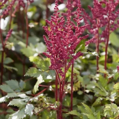 Astilbe vision in Red - Du rouge vif à la mi-ombre