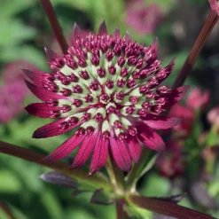 3 Astrances purple joyce - Massif fleuri sans effort