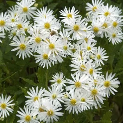 Astère d'automne blancs - Fleurit quand tout se fane