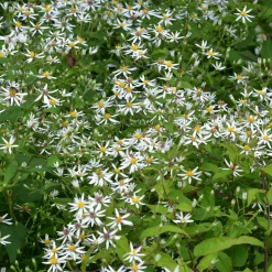 Astère divariqué - Fleurit même à l'ombre