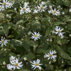 Astère divariqué - Fleurit même à l'ombre