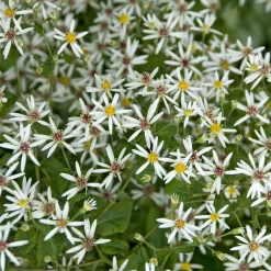 Astère divariqué - Fleurit même à l'ombre