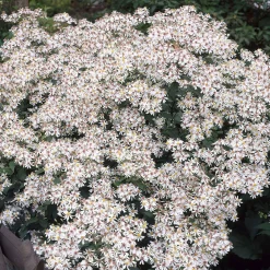 Astère divariqué - Fleurit même à l'ombre