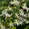 Astère à feuilles en cœur Silver Spray - Le jardin fleuri jusqu'en novembre