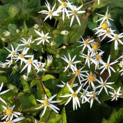 Astère à feuilles en cœur Silver Spray - Le jardin fleuri jusqu'en novembre