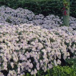 Astère nain d'Automne Asran - Un tapis violet dès l'automne