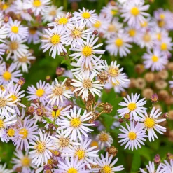 Astère nain d'Automne Asran - Un tapis violet dès l'automne