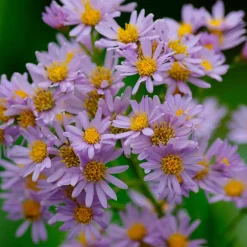 Astère nain d'automne Stardust - Fleurs jusqu'aux gelées