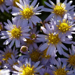 Astère nain d'automne Stardust - Fleurs jusqu'aux gelées