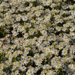 Astère nain d'automne Starshine - Le jardin fleuri en novembre