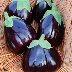 Aubergine Black Beauty - De belles aubergines maison