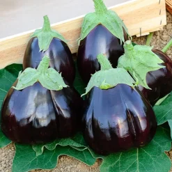Aubergine Black Beauty - De belles aubergines maison