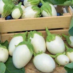 Aubergine Blanche ronde à oeufs - Des œufs blancs à croquer