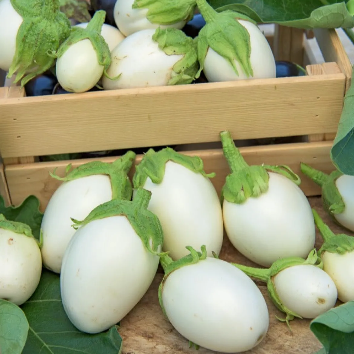 Aubergine Blanche ronde à oeufs - Des œufs blancs à croquer