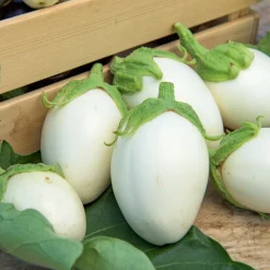 Aubergine Blanche ronde à oeufs - Des œufs blancs à croquer