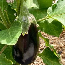 Aubergine Bonica F1 - Des aubergines dodues, tôt en saison