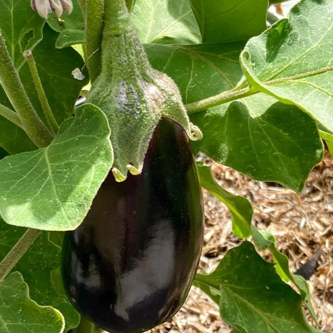 Aubergine Bonica F1 - Des aubergines dodues, tôt en saison
