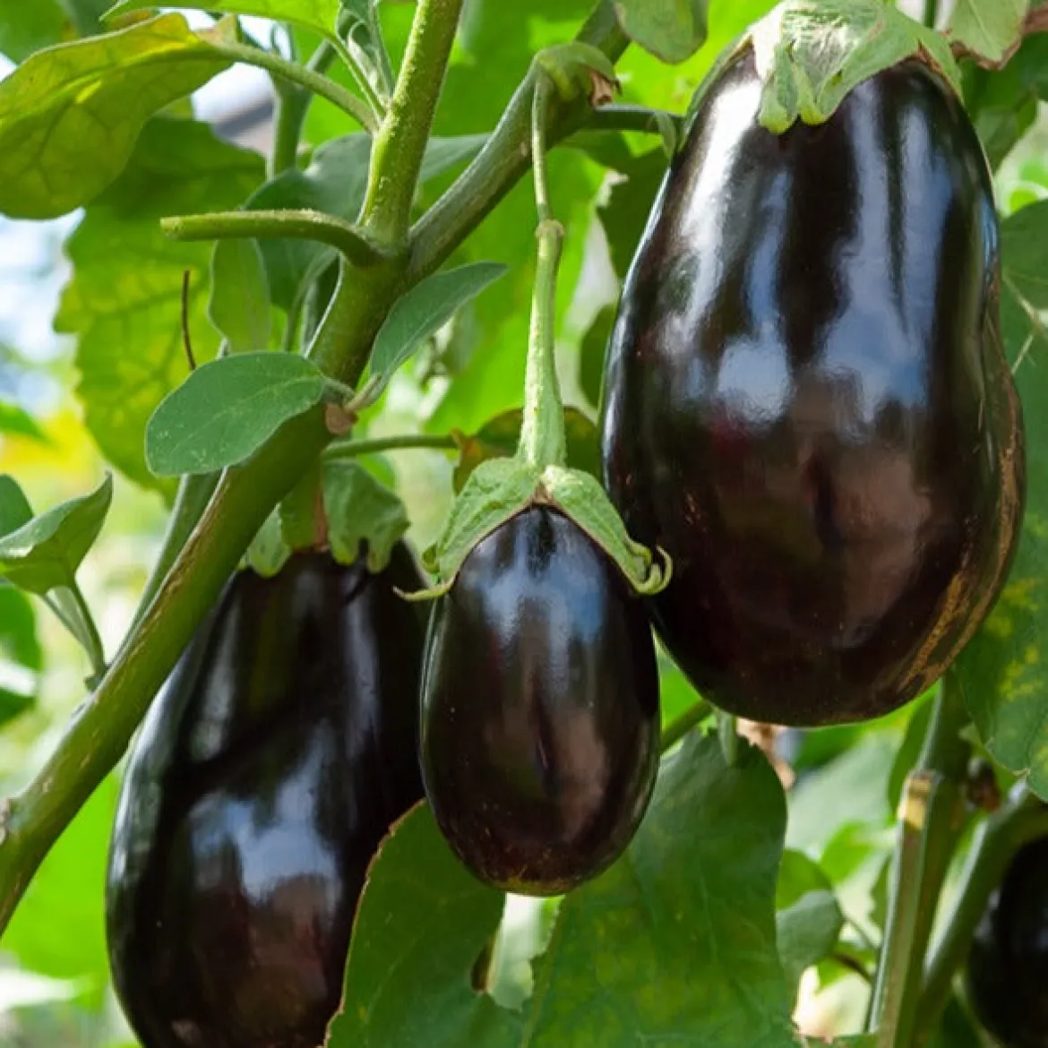 Aubergine Bonica F1 - Des aubergines dodues, tôt en saison