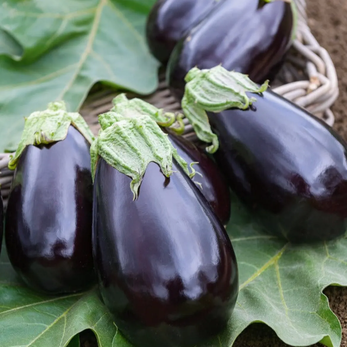 Aubergine Bonica F1 - Des aubergines dodues, tôt en saison