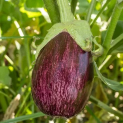 Aubergine Listada de Gandia - Récoltez du soleil dans l'assiette