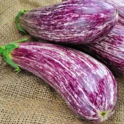 Aubergine Listada de Gandia - Récoltez du soleil dans l'assiette