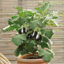 Aubergine pour pot Patio Baby F1 - Des aubergines sur le balcon
