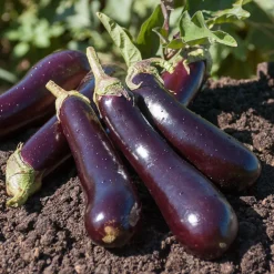 Aubergine Violette de Barbentane - Des aubergines fondantes