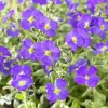 Aubriète Cascade Blue - Un tapis bleu qui déborde