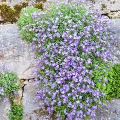 Aubriète Cascade Blue - Un tapis bleu qui déborde