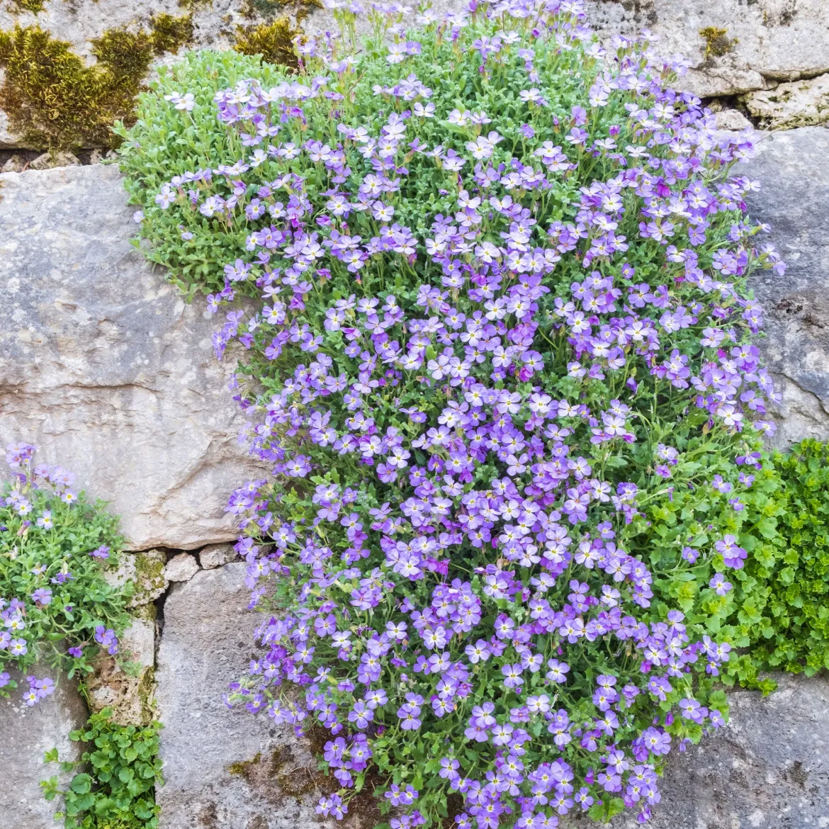 Aubriète Cascade Blue - Un tapis bleu qui déborde
