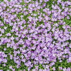 Aubriète Cascade Blue - Un tapis bleu qui déborde