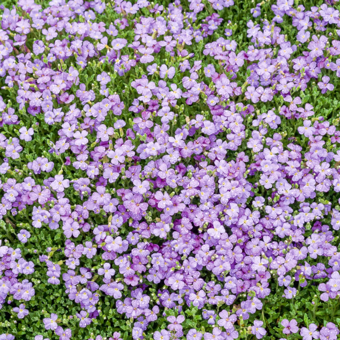 Aubriète Cascade Blue - Un tapis bleu qui déborde