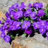 Aubriète Cascade Purple - Un tapis violet en cascade