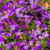 Aubriète Hamburger Stadtpark - Un tapis violet dès mars