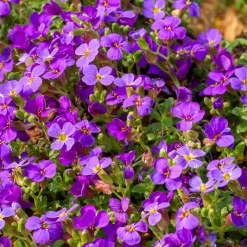 Aubriète Hamburger Stadtpark - Un tapis violet dès mars