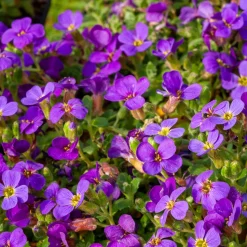 Aubriète Hamburger Stadtpark - Un tapis violet dès mars