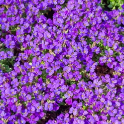 Aubriète Hamburger Stadtpark - Un tapis violet dès mars