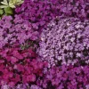 Aubriètes vivaces Cascade en mélange - Un tapis de fleurs au printemps