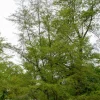 Aulne glutineux Imperialis - Un feuillage aérien unique