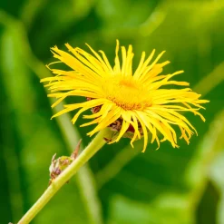 Aunée magnifique - Le géant jaune du jardin