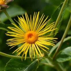 Aunée magnifique - Le géant jaune du jardin