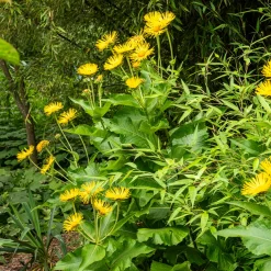 Aunée magnifique - Le géant jaune du jardin