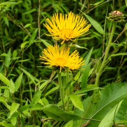 Aunée magnifique - Le géant jaune du jardin