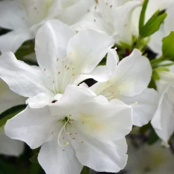 Azalea Palestrina - Un nuage blanc au jardin