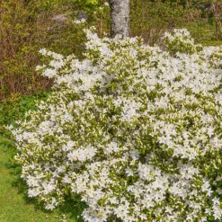Azalea Palestrina - Un nuage blanc au jardin